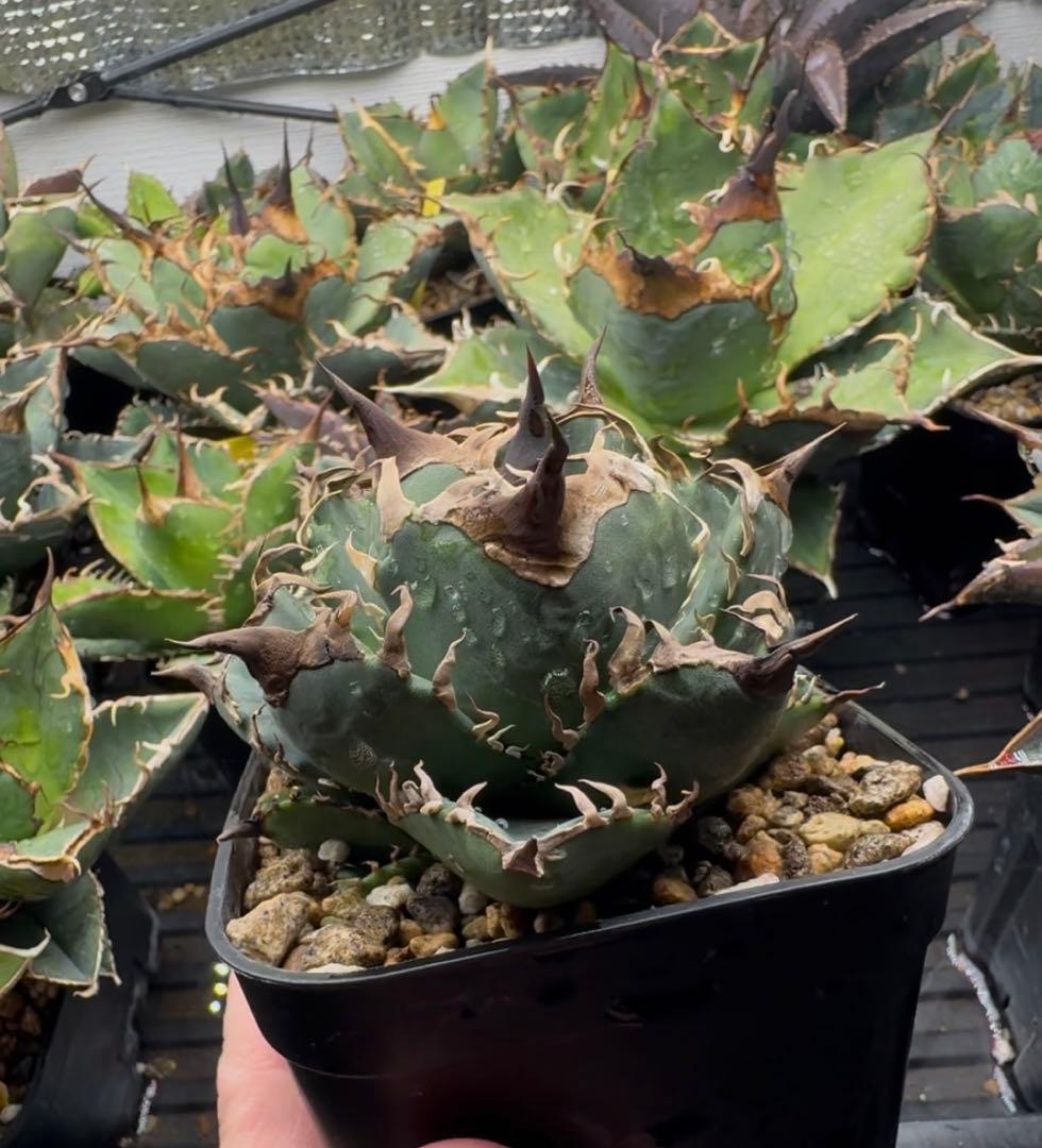 アガベ オテロイ実生 オアハカ 選抜株 (検 清櫻 皇冠 セオクラ チタノタ