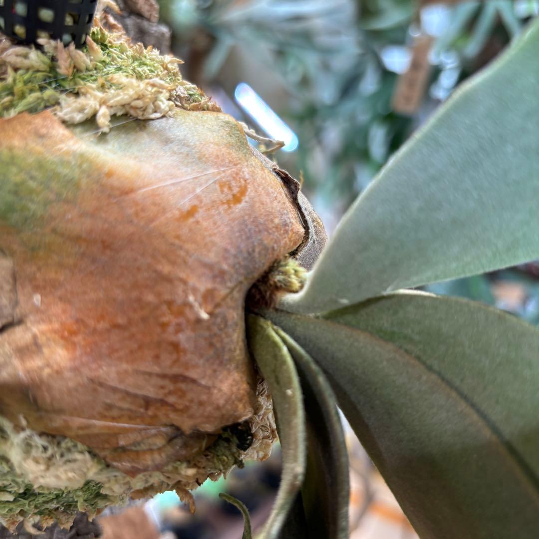 コルク付け♡ビカクシダジェイドガール