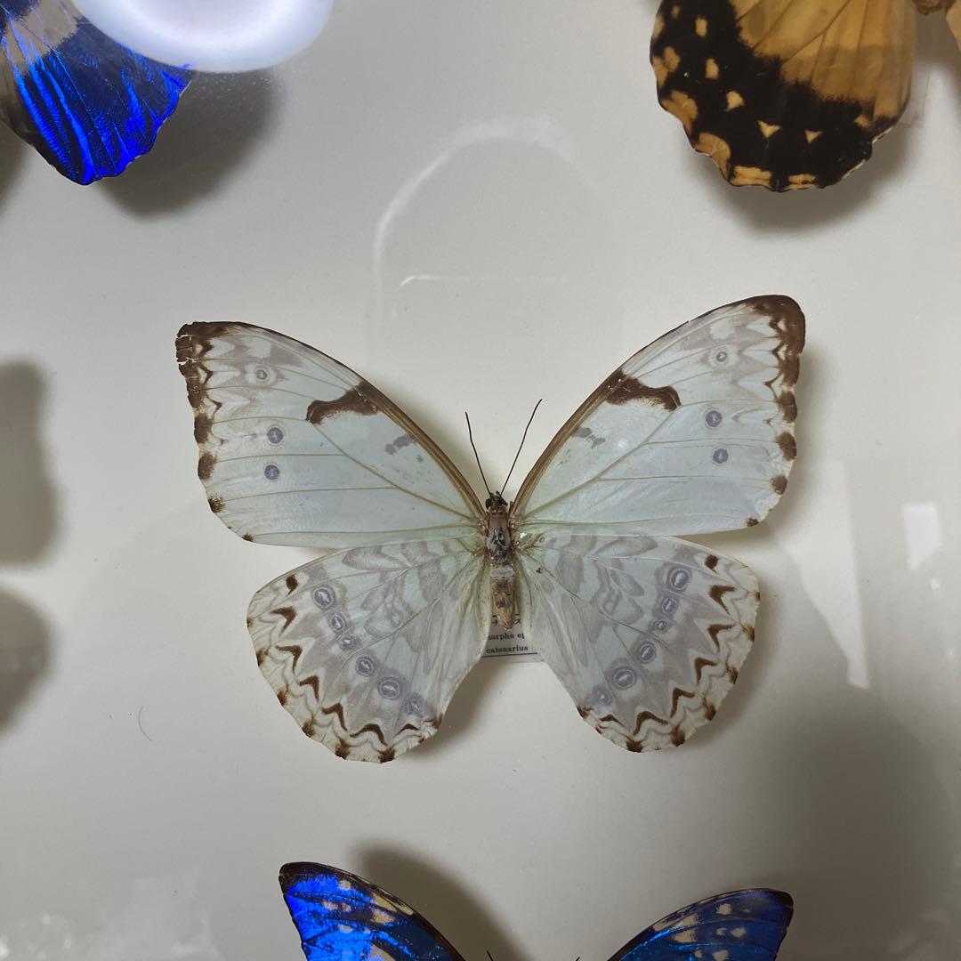 華麗なモルフォ蝶セット