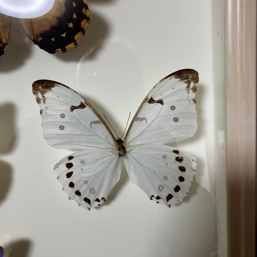 華麗なモルフォ蝶セット