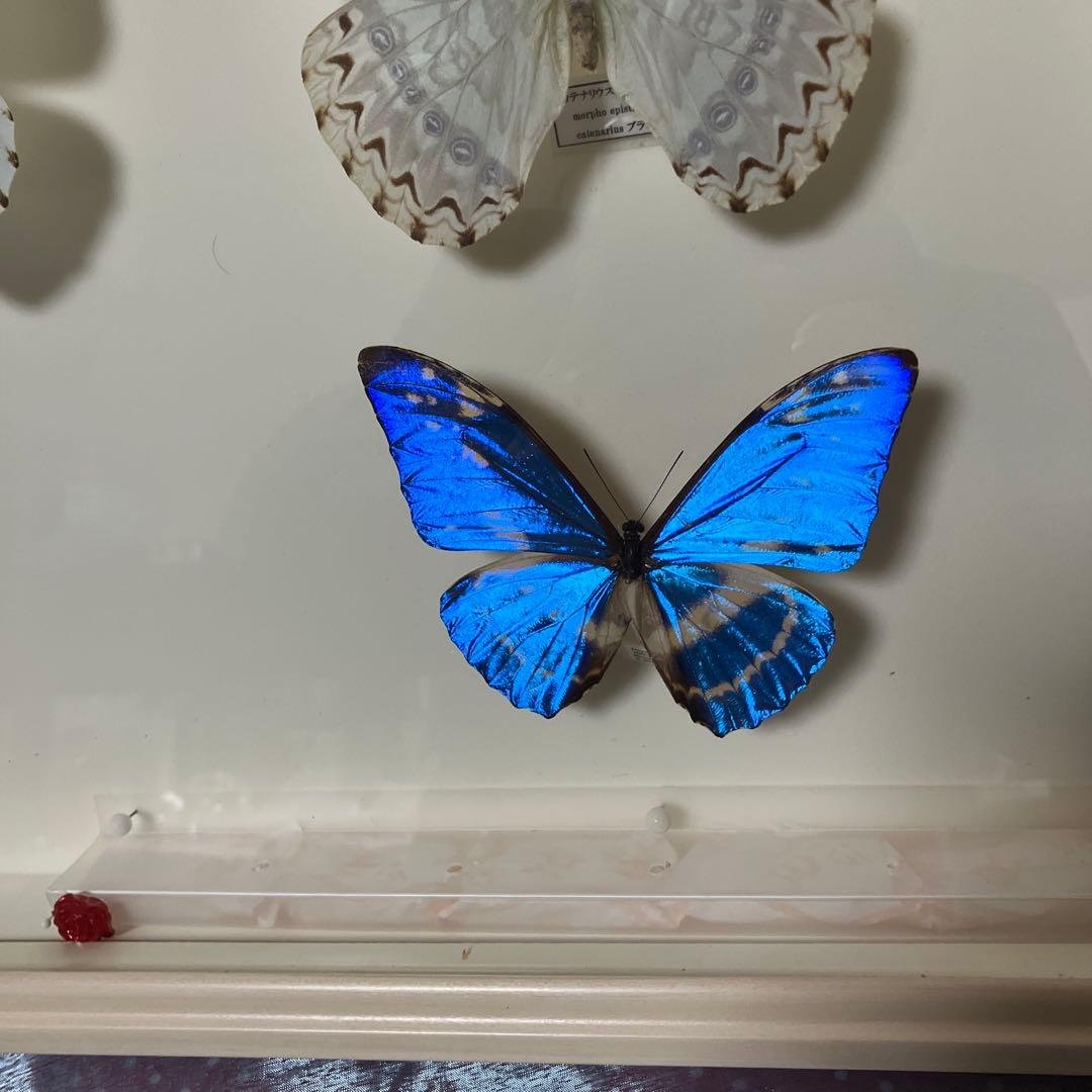 華麗なモルフォ蝶セット