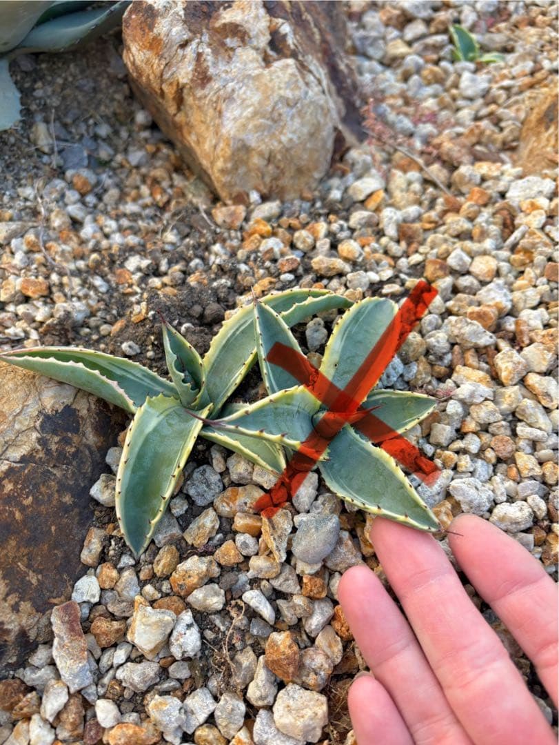 アガベ リップルエフェクト 美株