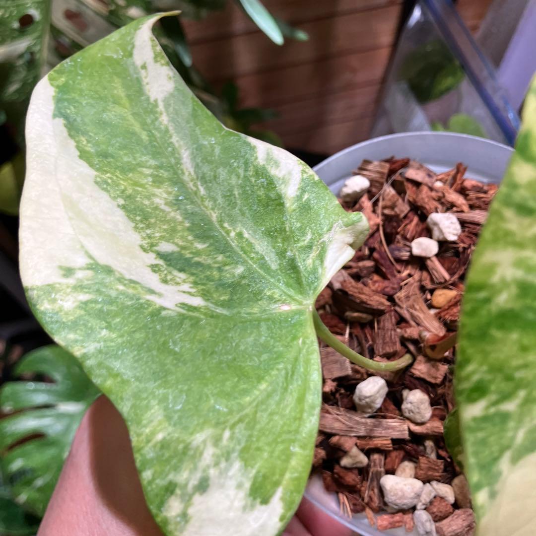 e*m様 超特価スタート　アンスリウム　プテロダクティル斑入り　レア株