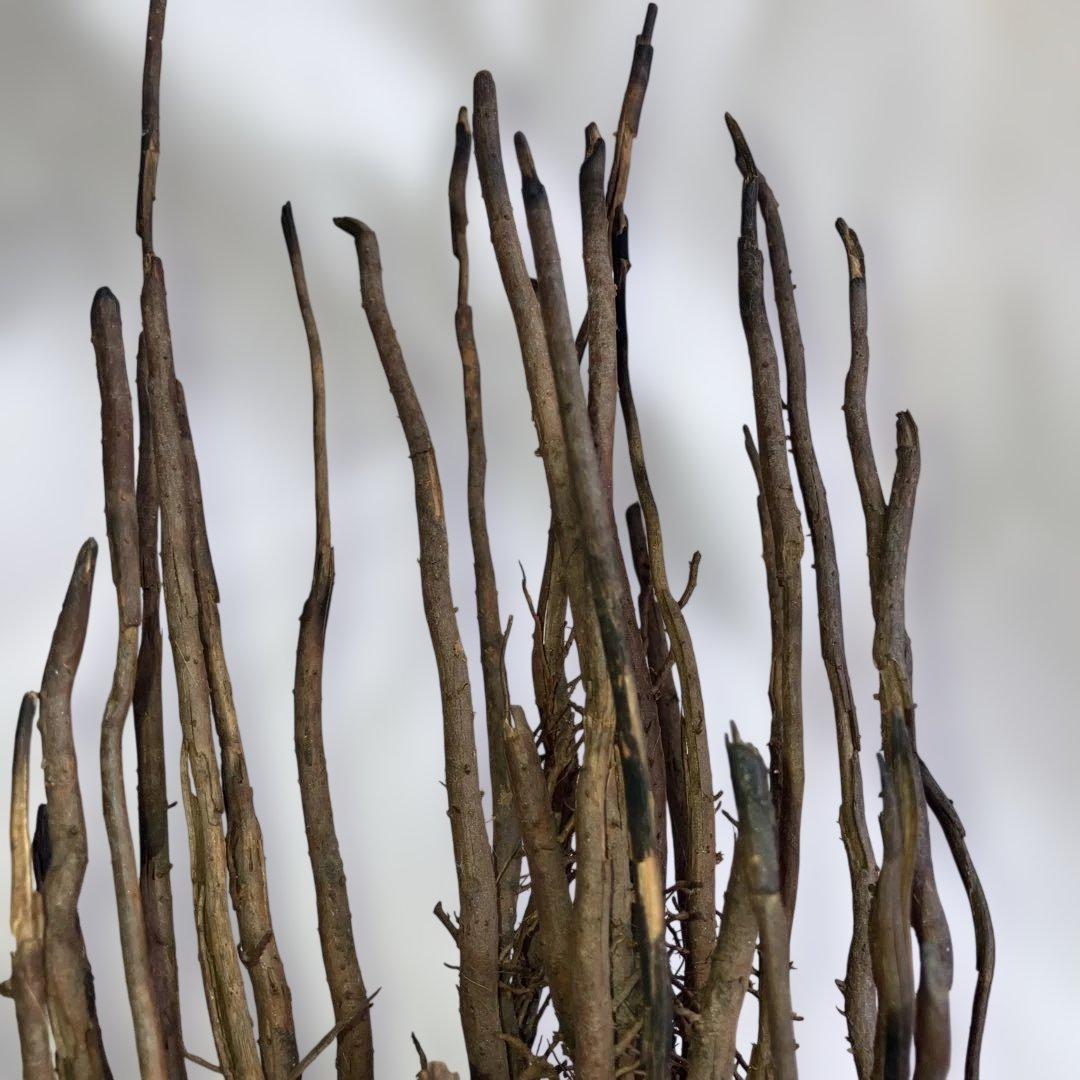 (467)アンティークな木製の鶴と亀さんの枝のアート