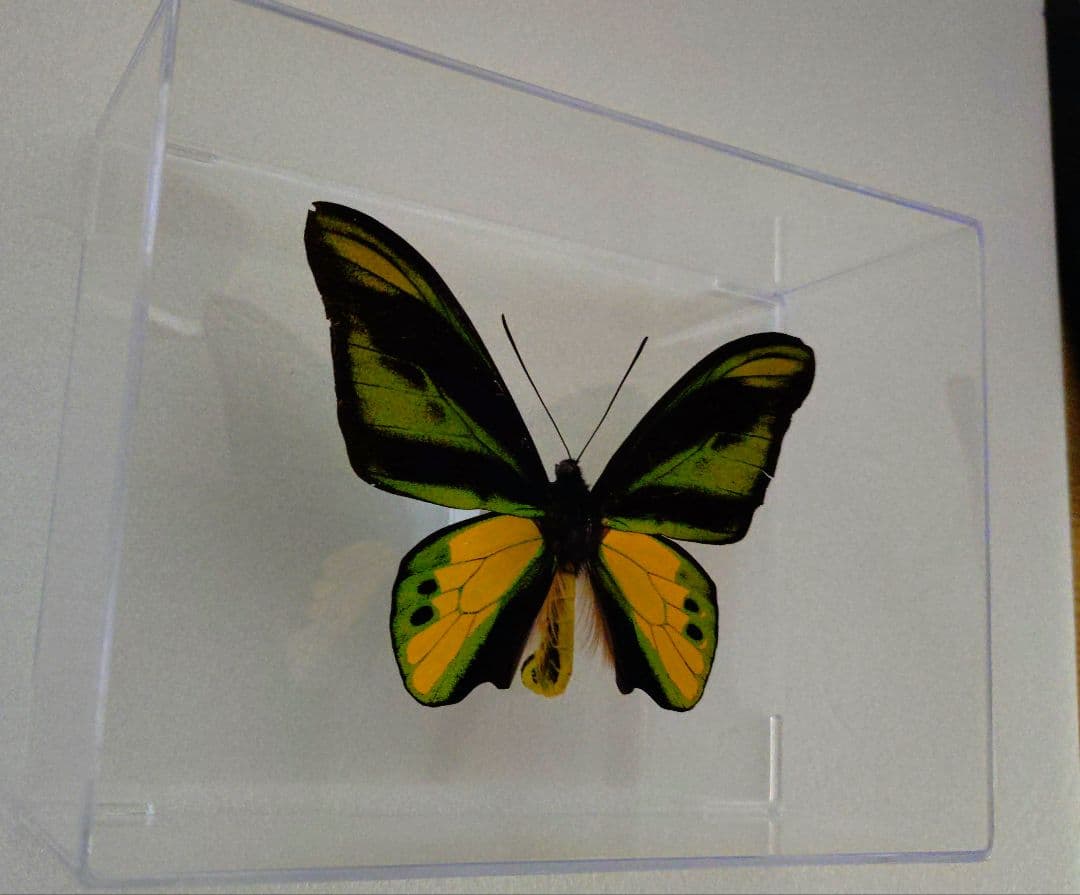 あ*ー様 外国産蝶標本‼️翔ぶ宝石♬美麗豪華キマエラトリバネアゲハアゲハ
