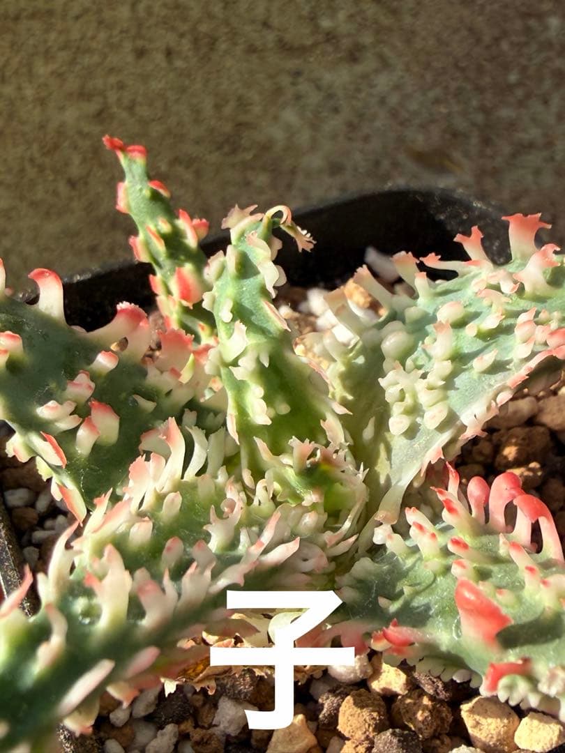 特上アロエ　ハイブリッド　Aloe hybrid 子株　第四種　Decx−5