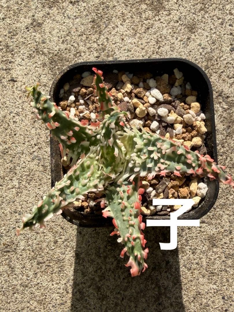 特上アロエ　ハイブリッド　Aloe hybrid 子株　第四種　Decx−5