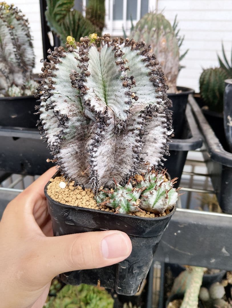 激渋 ユーフォルビア オールド ホリダ