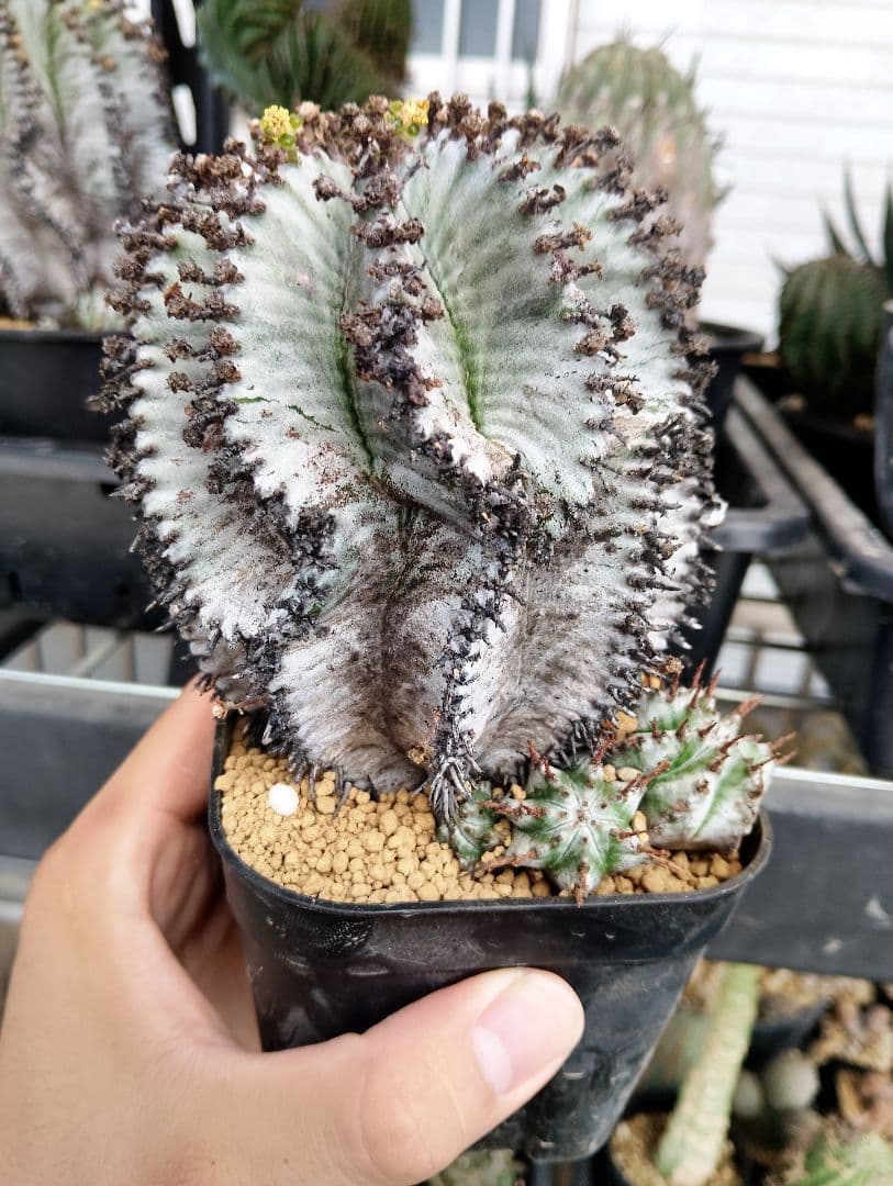 激渋 ユーフォルビア オールド ホリダ