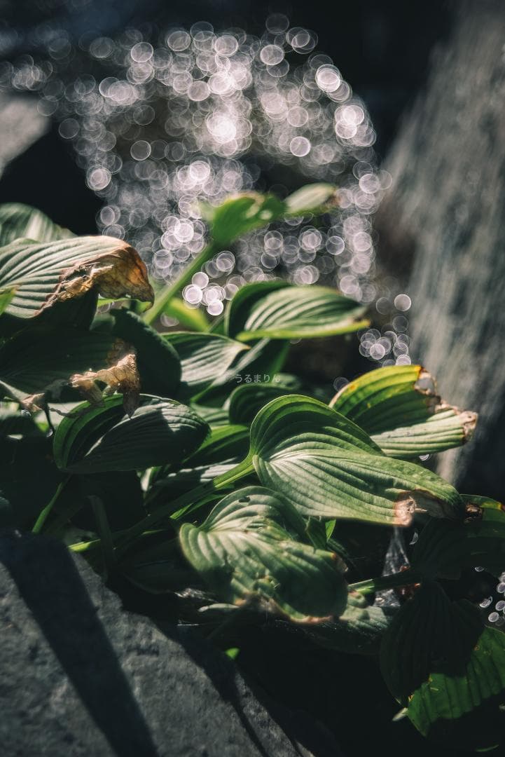 バブルボケ！Meyer TRIOPLAN 100mm F2.8 オールドレンズ