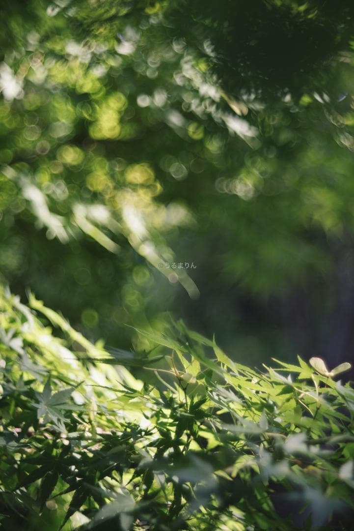 バブルボケ！Meyer TRIOPLAN 100mm F2.8 オールドレンズ