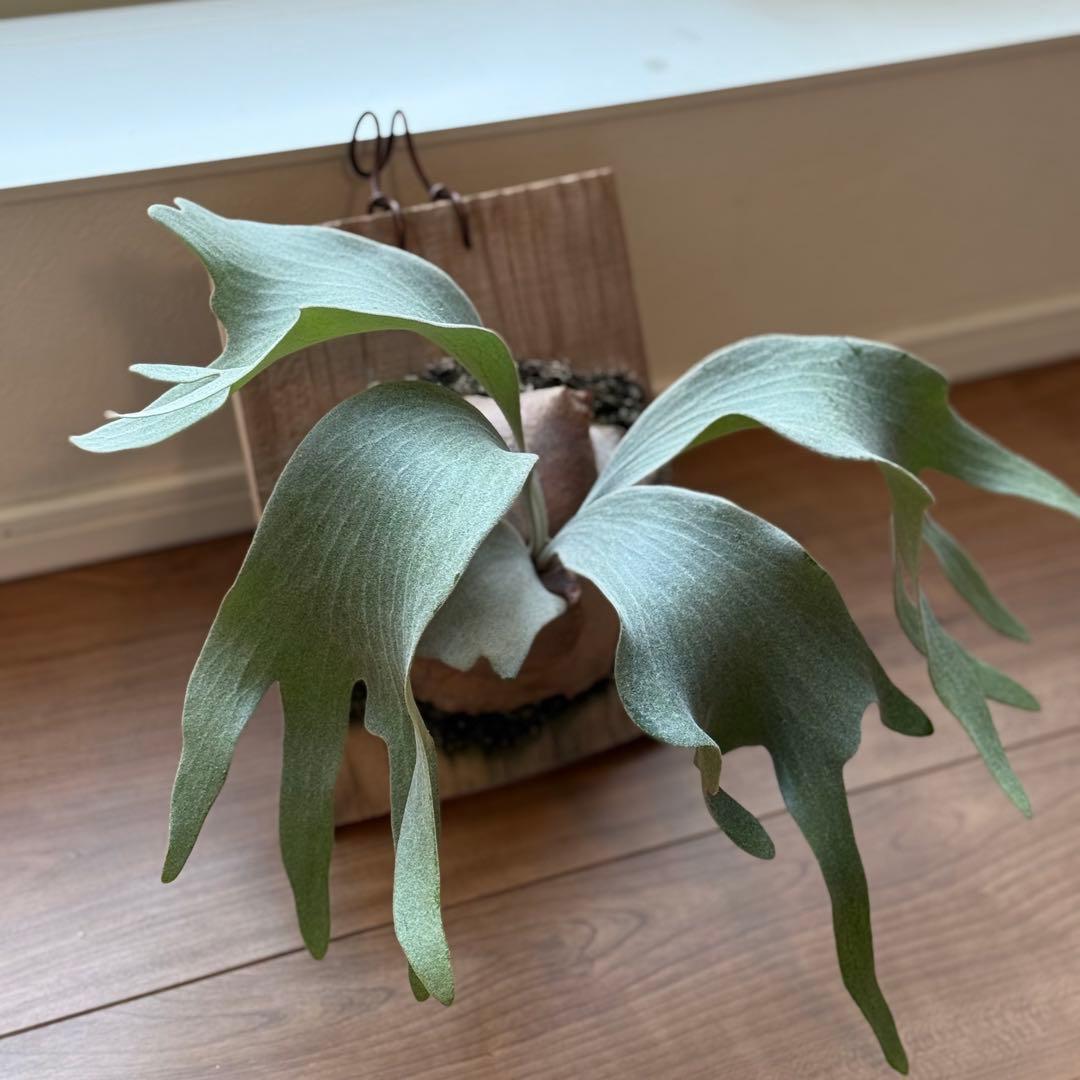 ビカクシダ　FWSQ 長期養生株