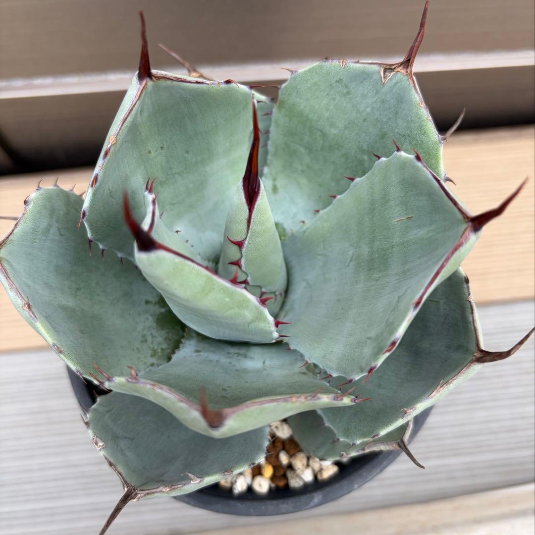 アガベ　パリートランカータ　ハンティントン