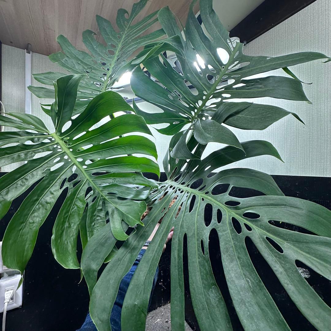 a*i様 モンステラデリシオーサマクロコズム超希少系統鉢植え113㎝レア