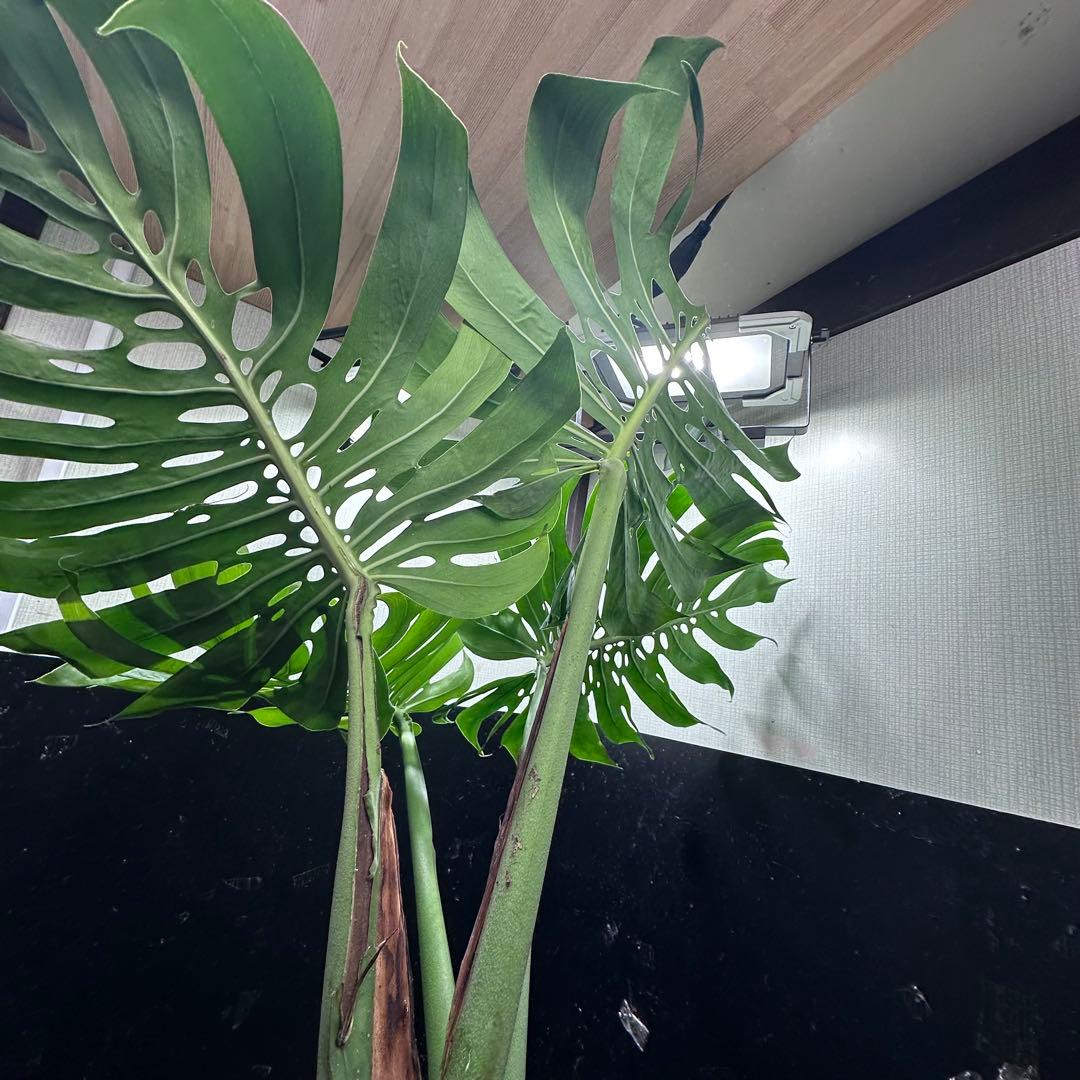 a*i様 モンステラデリシオーサマクロコズム超希少系統鉢植え113㎝レア