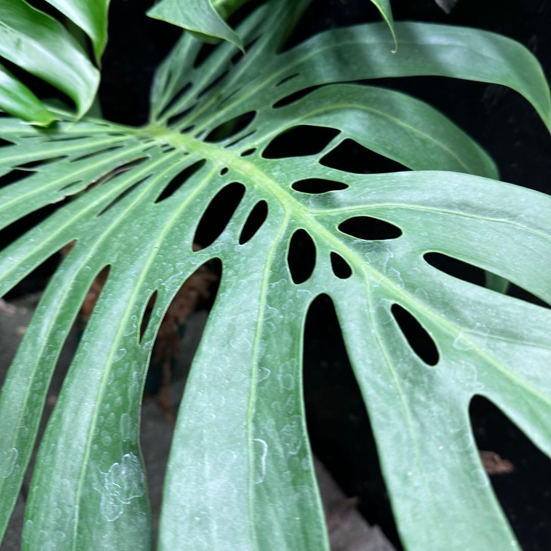 a*i様 モンステラデリシオーサマクロコズム超希少系統鉢植え113㎝レア