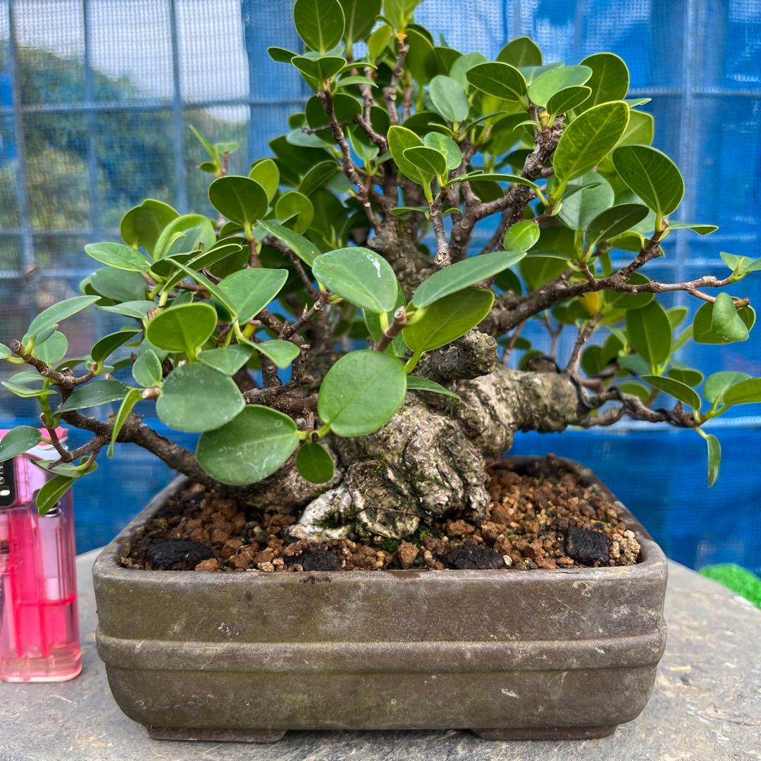 幸多き樹　ガジュマル盆栽 太い豊かな葉