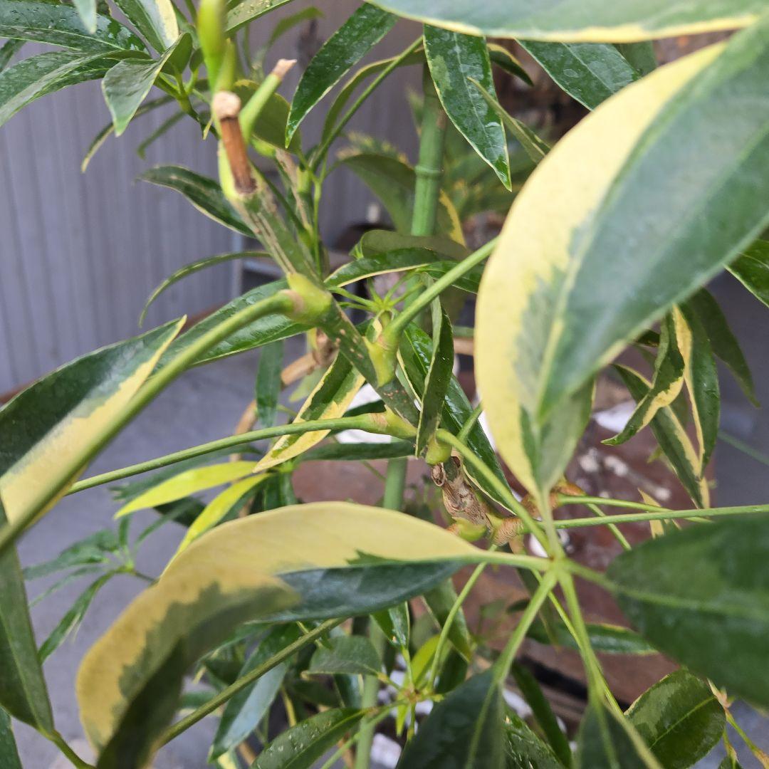 ②　シェフレラ　アンガスティフォリア　曲がり仕立て斑入り8号最高等級希少品種