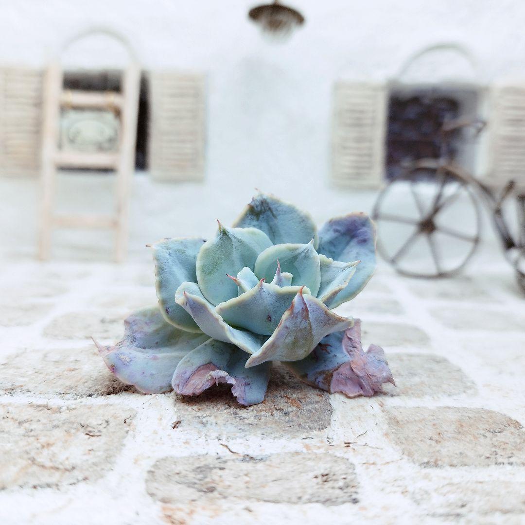 エレガンス◎多肉植物 カット苗 韓国苗 エケベリア等