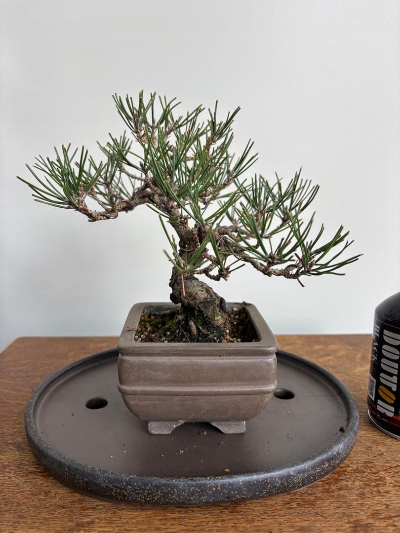 黒松　盆栽