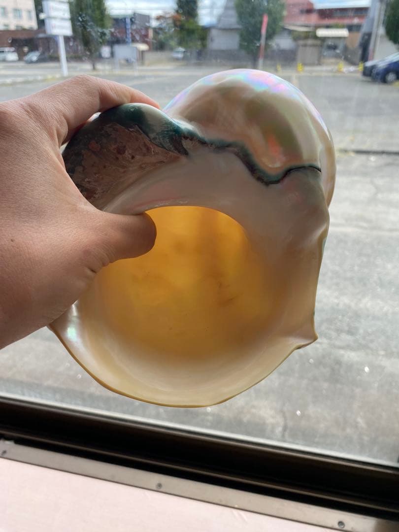 夜光貝　高級な夜光貝　特大サイズ16x18cm 色合いがとても美しい　置物