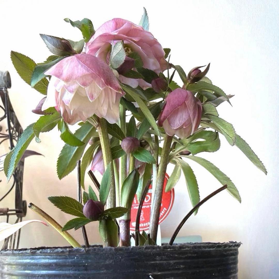 gomagoma2012様　リクエスト　おまとめ3点