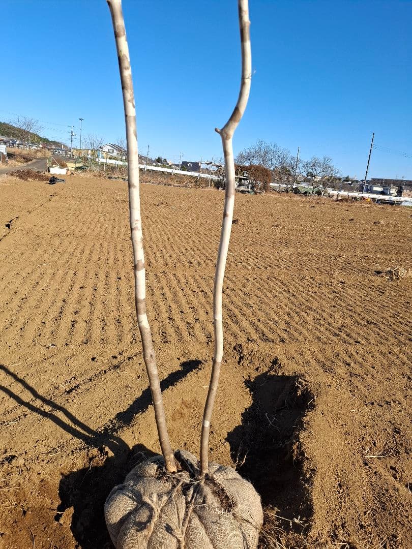 アオダモ 山彩り ――アオハダ モミジ カエデ 雑木 ――