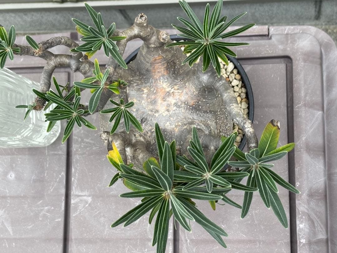 パキポディウムグラキリス　大型 塊根植物 黒鉢付き