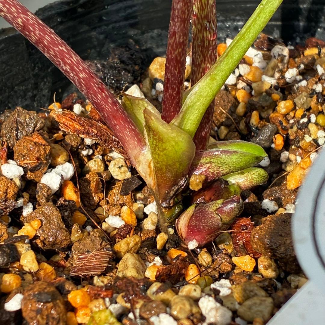 c*読様 3561☘️蕾花タグ付☘️希少品種☘️ロゼルミエール⭐️カラーチェンジ