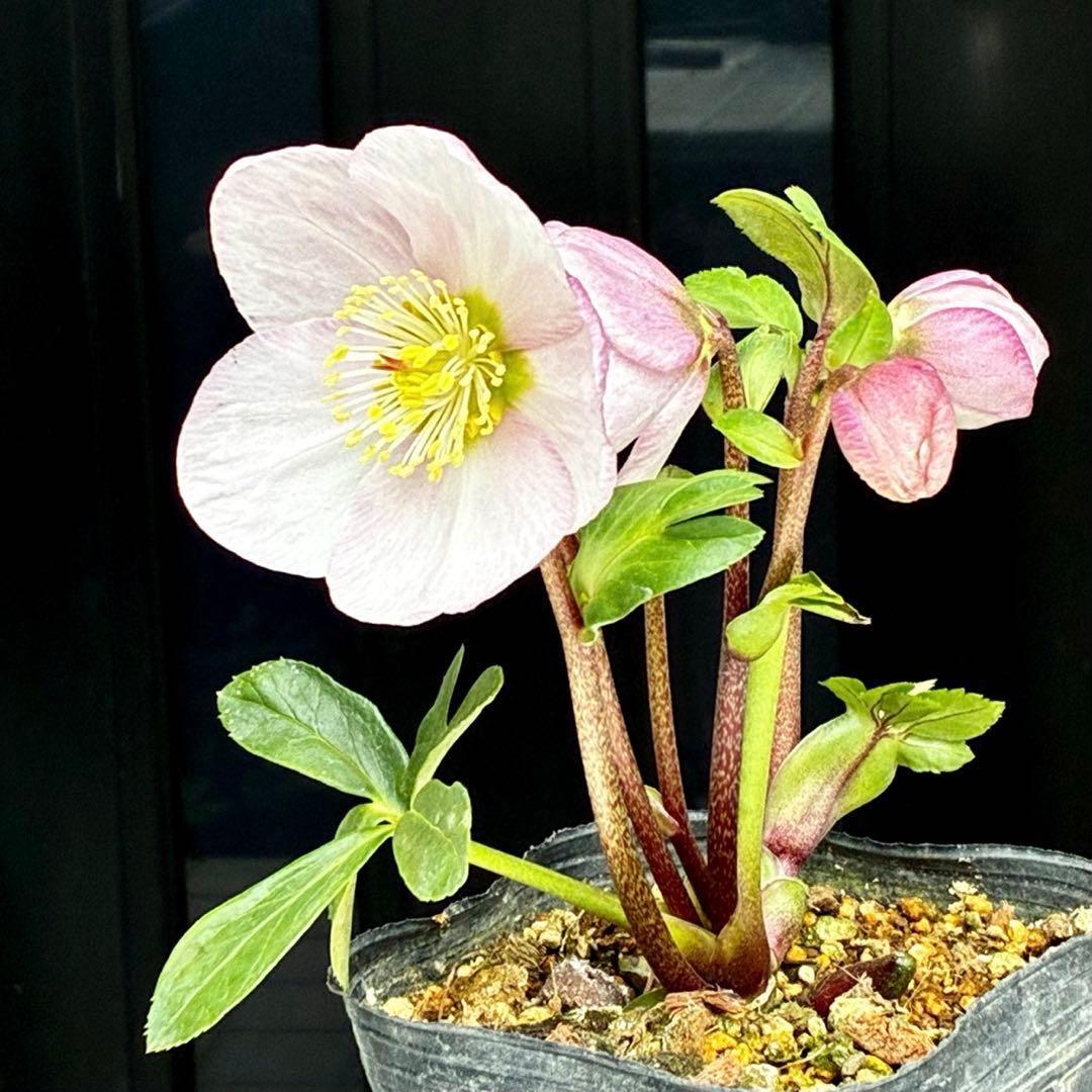 c*読様 3561☘️蕾花タグ付☘️希少品種☘️ロゼルミエール⭐️カラーチェンジ