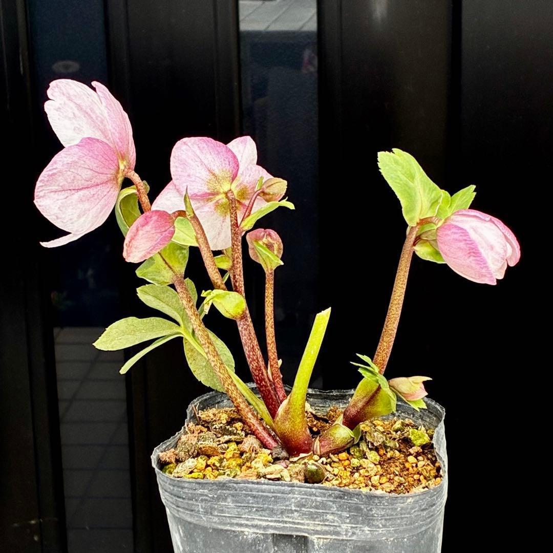 c*読様 3561☘️蕾花タグ付☘️希少品種☘️ロゼルミエール⭐️カラーチェンジ