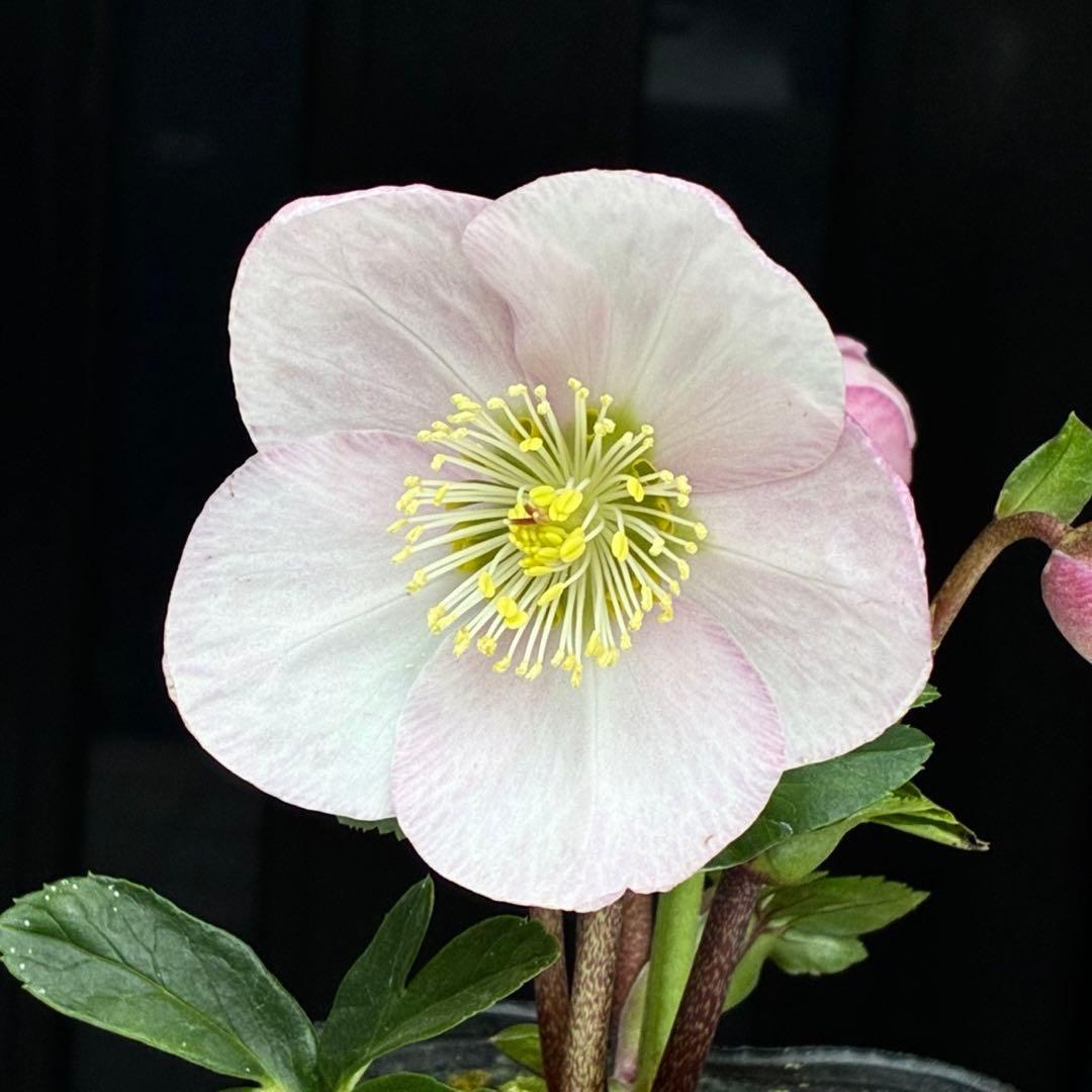 c*読様 3561☘️蕾花タグ付☘️希少品種☘️ロゼルミエール⭐️カラーチェンジ