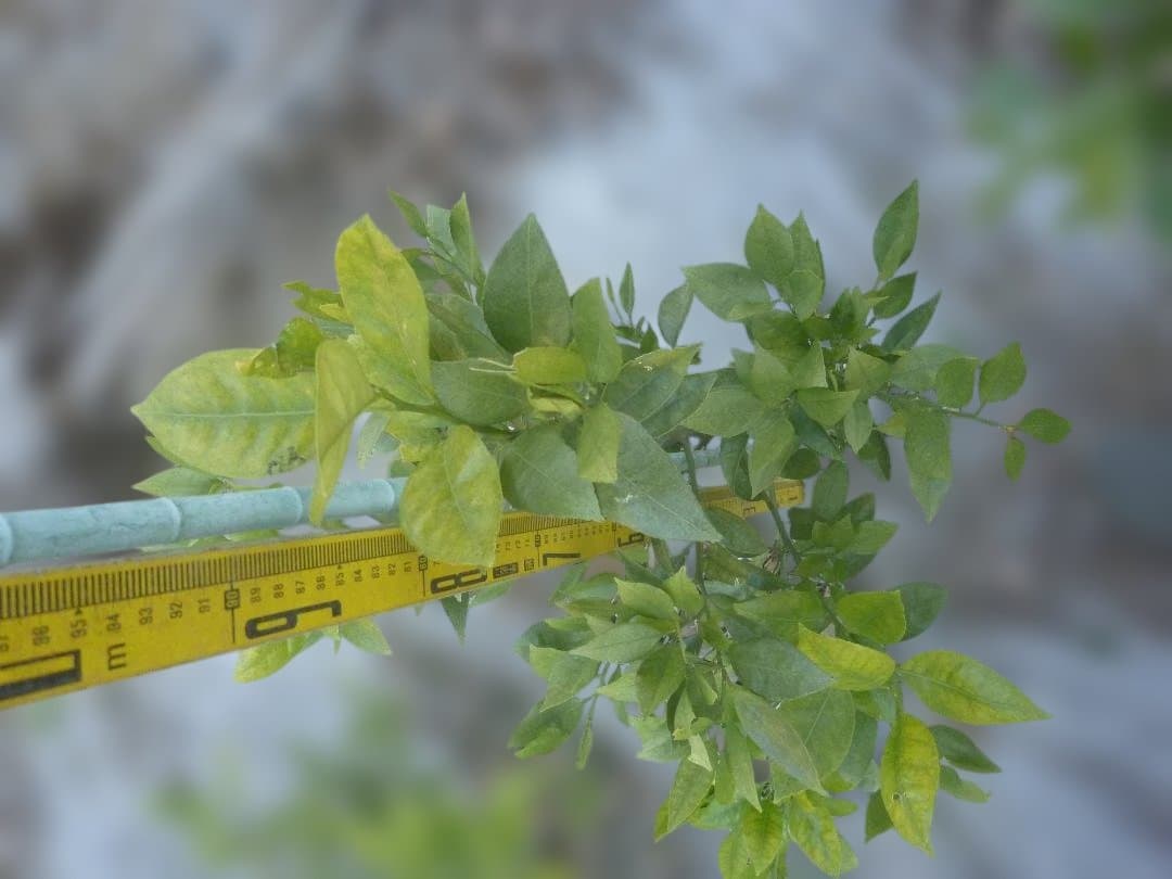 湘南ゴールド 果樹苗 約80cm