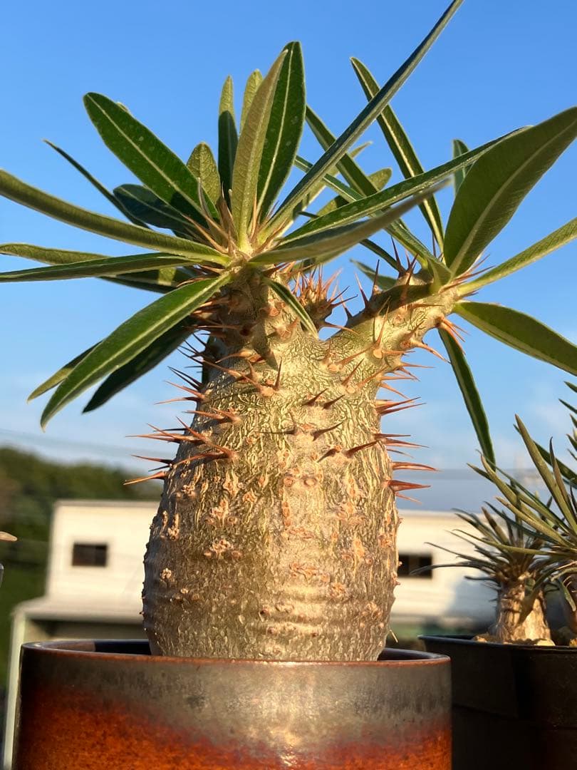 実生グラキリス　現在しっかり眠ってます