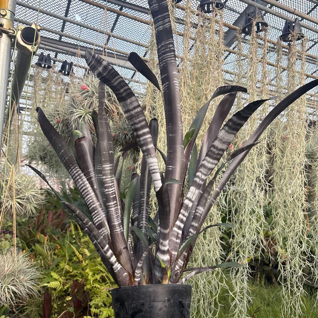 ビルベルギア　ダースベイダー① 特大株