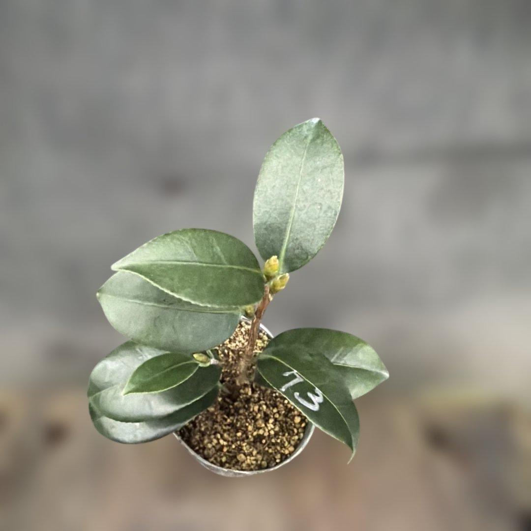 あ美　大社紫　此の糸　咲羽の誉3点セット