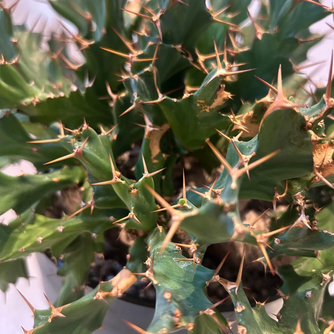 塊根植物:ユーフォルビア・クラビゲラ(現地球、発根済み)