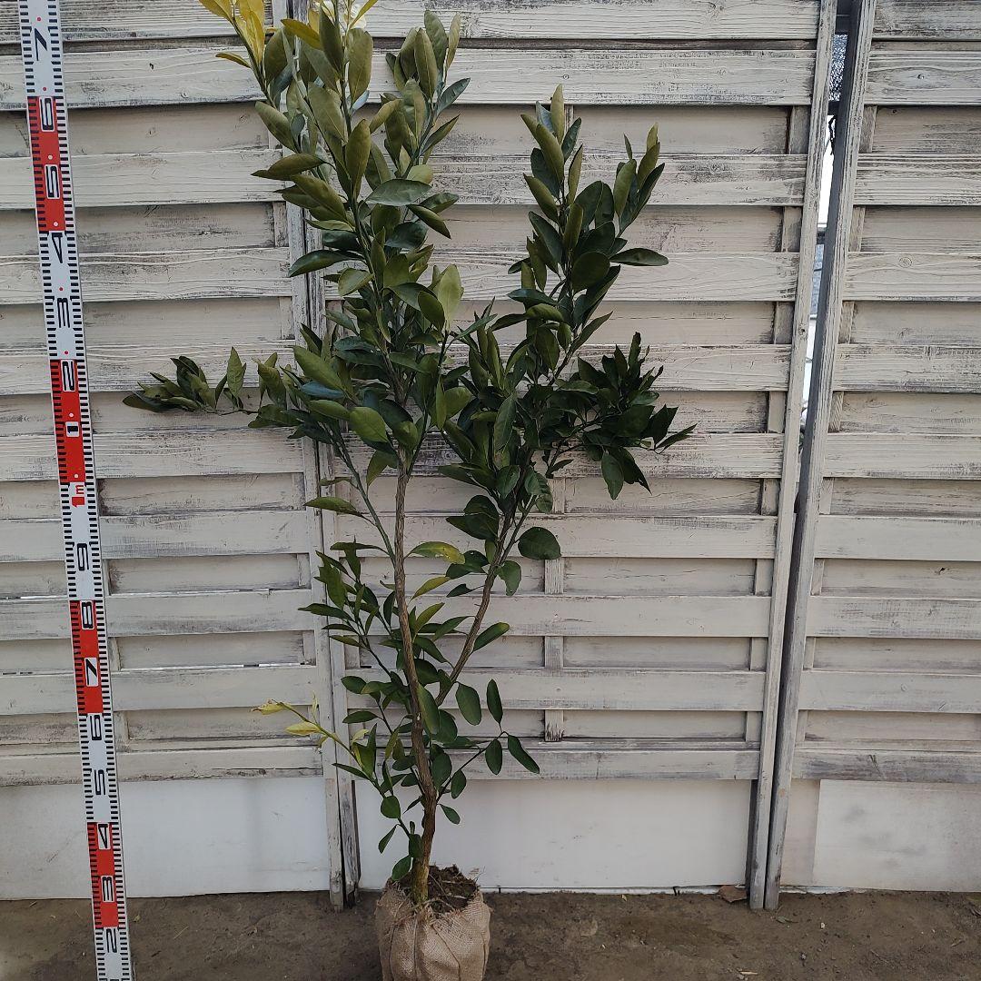 ドット ②田口早生みかん 3年生 苗木