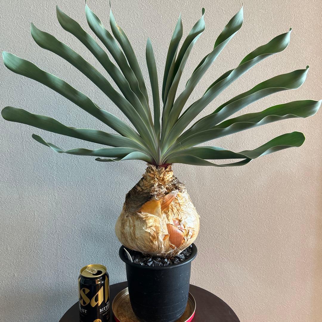 a*d様 ブーファン　ハエマンソイデス