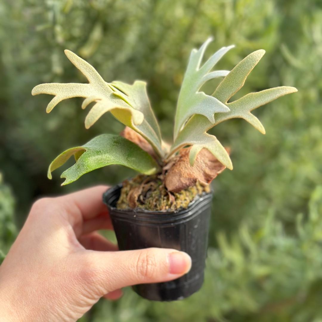 P. willinckii ’Jenny’ TC 2150