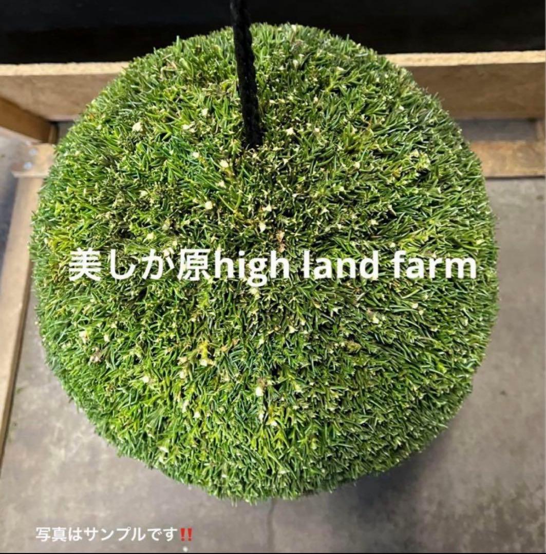 杉玉　約50センチ　ワイヤーで‼️お客様ご注文品　♪