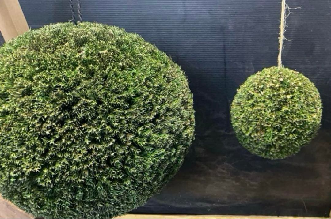 杉玉　約50センチ　ワイヤーで‼️お客様ご注文品　♪