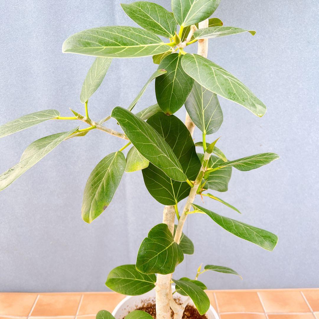 現品　フィカス　ゴムの木　ベンガレンシス　53番　曲がり　インテリア　観葉植物