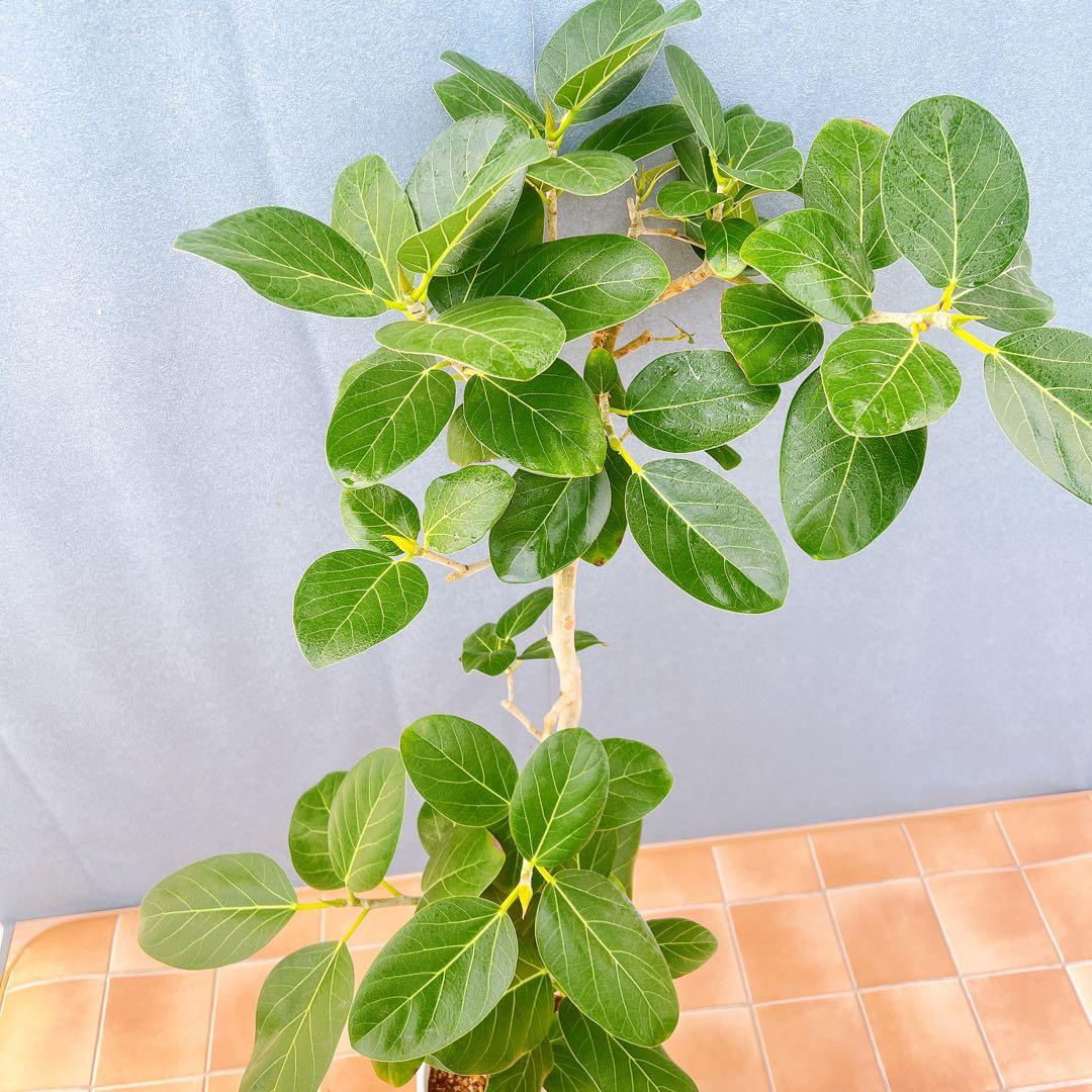 現品　フィカス　ゴムの木　ベンガレンシス　53番　曲がり　インテリア　観葉植物