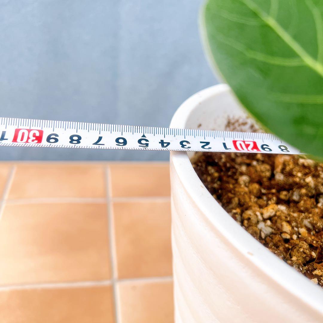 現品　フィカス　ゴムの木　ベンガレンシス　53番　曲がり　インテリア　観葉植物