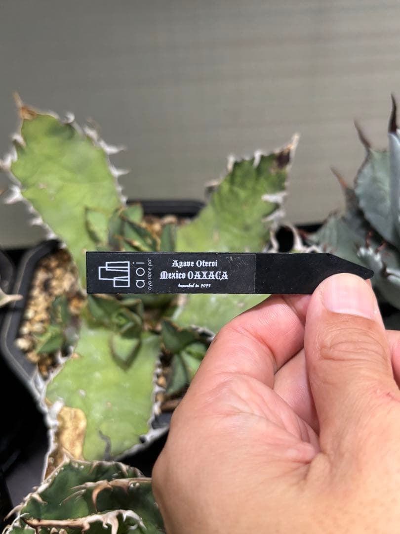 オアハカ ワイルド_カット子株_発根済天芽_現地球子株