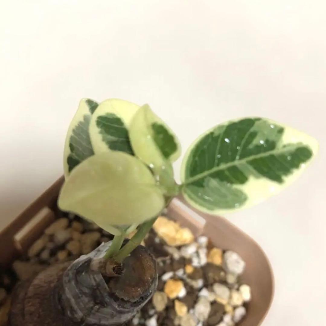 【mg.gm 】パンダ　ガジュマル　斑入り　2個セット