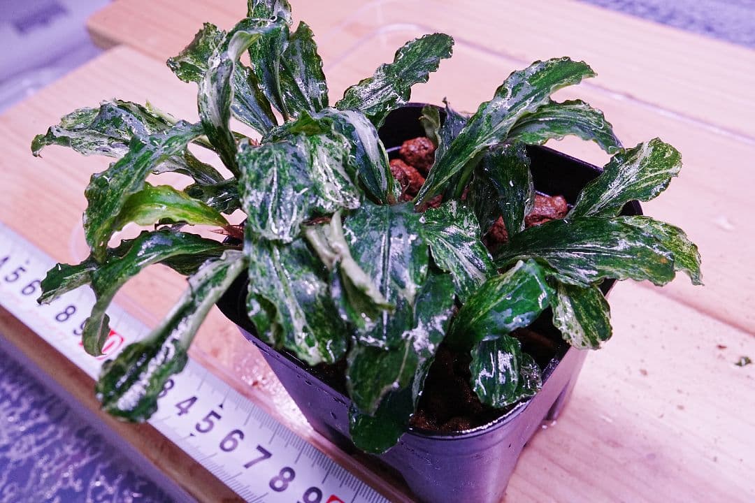 ブセファランドラspグリーンウェービー班入り　水上葉　無農薬　バリエガータ