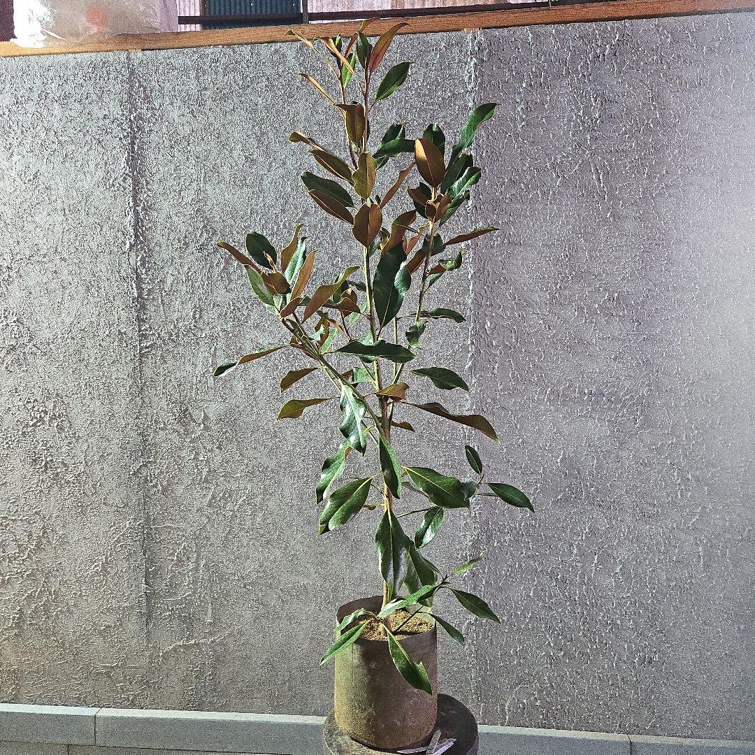 ⑤　タイサンボク　「リトルジャム」　特大苗木最高等級極上品‼️