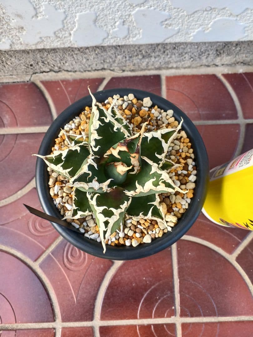 アガベ 浪人特選株